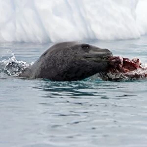 Leopard Seal - Eating gentoo penguin - Cuverville Island - Antarctic Peninsula