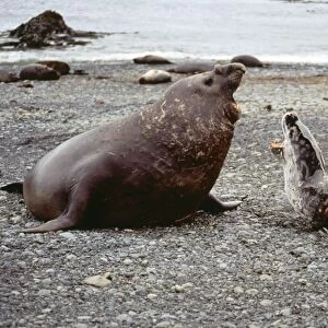 Leopard Seal - & Southern Elephant Seal (Mirounga) fighting. Macquarie Island