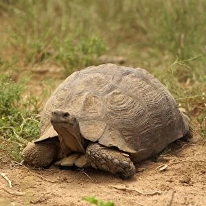 Leopard Tortoise - Cold-blooded reptile, most abundant tortoise in The Addo Elephant National Park, Eastern Cape, South Africa
