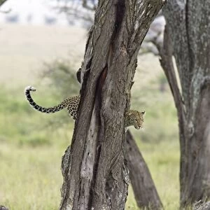 Leopard- in tree. Serengeti National Park, Tanzania