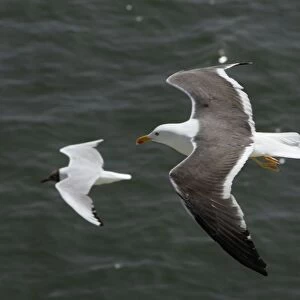 Lesser Black Backed Gull and Black-headed Gull (Larus ridibundus), In flight over sea, Isle of Texel, Holland