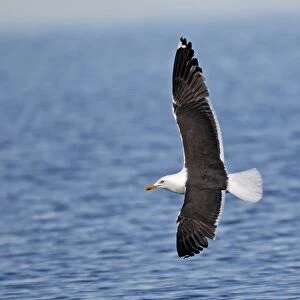 Lesser Black-backed Gull - in flight above water - Flatanger - Norway