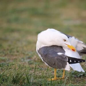 Lesser Black-backed Gull - preening