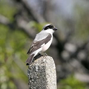 Lesser Grey Shrike. Bulgaria