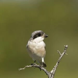 Lesser Grey Shrike Looking for food from its perch Central Namibia, Africa