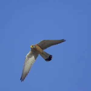 Lesser Kestrel - Male in flight Falco naumanni Extremadura, Spain BI009474