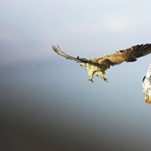 Lesser Kestrel - Pair playfighting in mid air Falco naumanni Extremadura, Spain BI009484