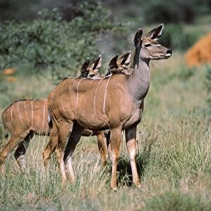 Lesser Kudu Samburu National Park, Kenya, Africa