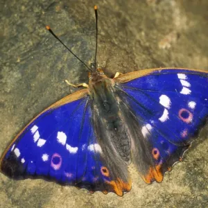 Lesser Purple Emperor Butterfly USH 339 Apatura ilia © Duncan Usher / ardea. com Lesser Purple Emperor Butterfly USH 339 Apatura ilia © Duncan Usher / ardea. com