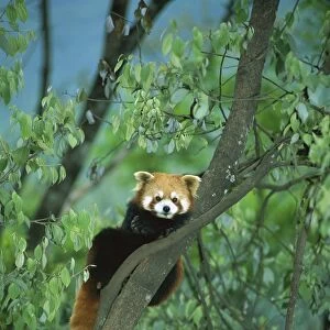 Lesser / Red panda - In tree, Wolong Reserve - Sichuan, China JPF38207