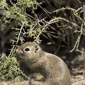 Lesser / Southern Mountain CAVY (local name: Cuis). Photographed in Patagonia, Argentina