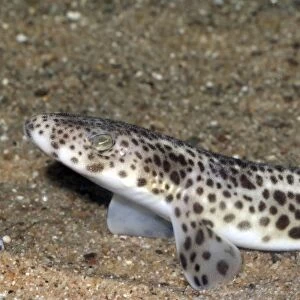 Lesser Spotted Dogfish, coastal waters Britain and Mediterranean