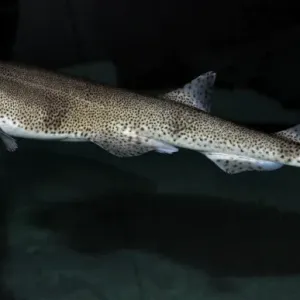 Lesser Spotted Dogfish, coastal waters Britain and Mediterranean Lesser Spotted Dogfish, coastal waters Britain and Mediterranean