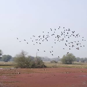 Lesser Whistling Duck - in flight above marsh - Keoladeo Ghana National Park - Bharatpur - Rajasthan - India BI017855
