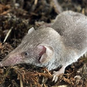 Lesser white-toothed shrew - Italy