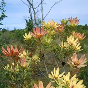 Leucadendron sessile - in flower in the Fynbos region of the Western Cape Province, South Africa