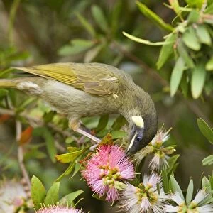Lewin's Honeyeater - adult sits on a Bottle Brush bush sucking nectar from the blossoms - Lamington National Park, Central Eastern Australian Rainforest World Heritage Area, Queensland, Australia