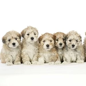 Lhasa Apso cross Shih Tzu Dogs - 7 weeks old puppies