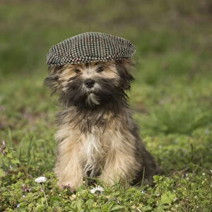 Lhasa Apso puppy in the garden wearing a flat cap