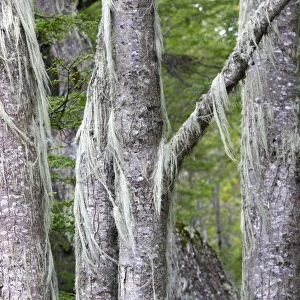 Lichen - on trees. Tierra del Fuego National Park - Argentina