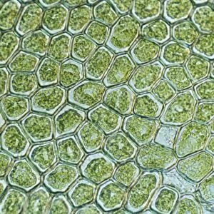 Light Micrograph (LM): The cellular struture of a liverwort plant (Hepatica); Magnification x1200 (on 10. 5 cm width print)