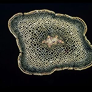Light Micrograph (LM): A transverse section of a stem of Whisk Fern (Psilotum nudum); Magnification x18 (on 10. 5 cm width print)