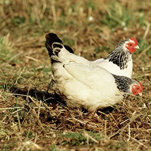 Light Sussex Chicken - domestic hens