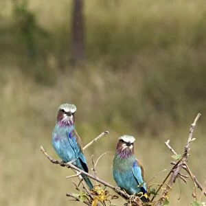Lilac-breasted Roller - Ethiopia