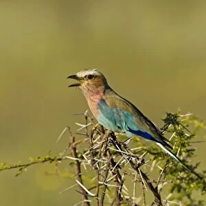 Lilac-Breasted Roller Perched on thorn tree calling Etosha National Park, Namibia, Africa