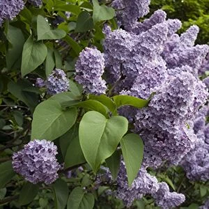 Lilac Tree - flowering - UK