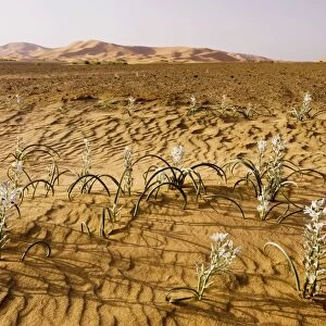 Lily family, in the high Erg Chebbi sand dunes, Moroccan Sahara Desert, after very wet winter (spring 2009). Morocco