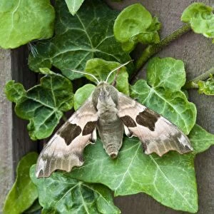 Lime Hawkmoth - on ivy leaves - Lincolnshire - England
