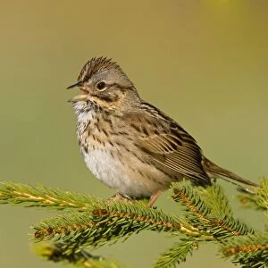 Lincoln's Sparrow - Singing - Maine USA May. Manipulated image (branch removed from picture)
