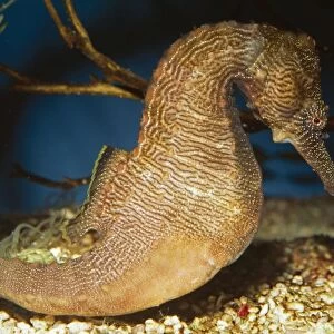 Lined Seahorse - Tropical Western Pacific