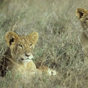Lion - 2 cubs - resting - Nairobi National Park - Kenya