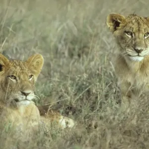 Lion - 2 cubs - resting - Nairobi National Park - Kenya Lion - 2 cubs - resting - Nairobi National Park - Kenya