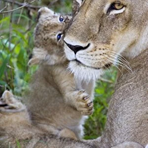 Lion - 4 week old cub playing with its mother - Masai Mara Reserve - Kenya