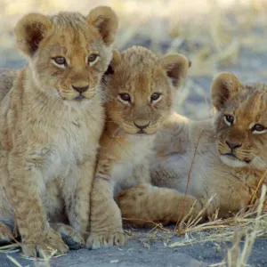 Lion - 8 week old cubs Botswana, Africa