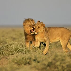 Lion adult male reprimanding a young one Etosha National Park, Namibia, Africa