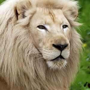 Lion - blonde variant