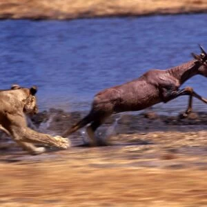 Lion chasing Tsessebe CRH 978 M2 Moremi, Botswana Panthera leo & Damaliscus lunatus © Chris Harvey /ardea. com