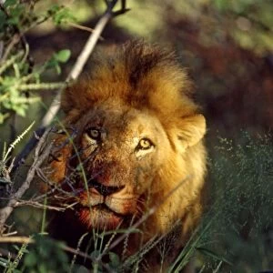 Lion CRH 979 Male, with bloodstained mouth - Okavango Delta, Botswana Panthera leo © Chris Harvey / ardea. com
