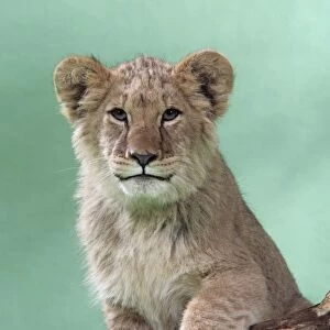 Lion cub (approx 16 weeks old) standing on log