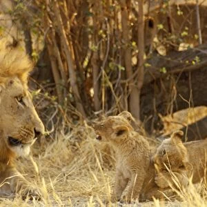 Lion - and cub - Botswana - Africa