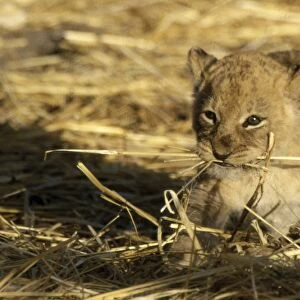 Lion Cub CRH 892 6 week old lion cub with dried grass in mouth - Moremi, Botswana Panthera leo © Chris Harvey / ARDEA LONDON
