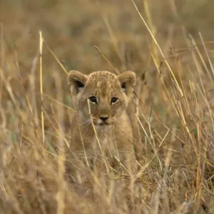 Lion - cub - Maasai Mara National Park Lion - cub - Maasai Mara National Park