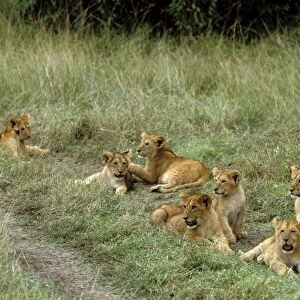 Lion Cubs. Maasai Mara. Kenya, Africa