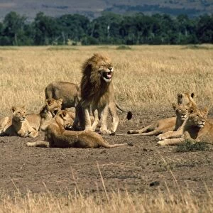 Lion - family pride