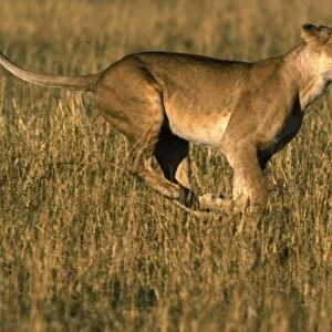 Lion - Female running through grass. Maasai Mara, Kenya, Africa