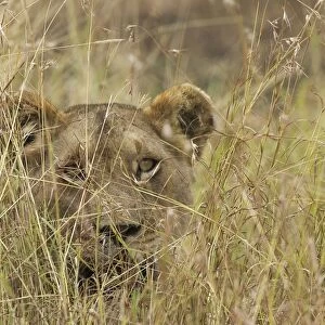 Lion In grass Maasai Mara, Africa